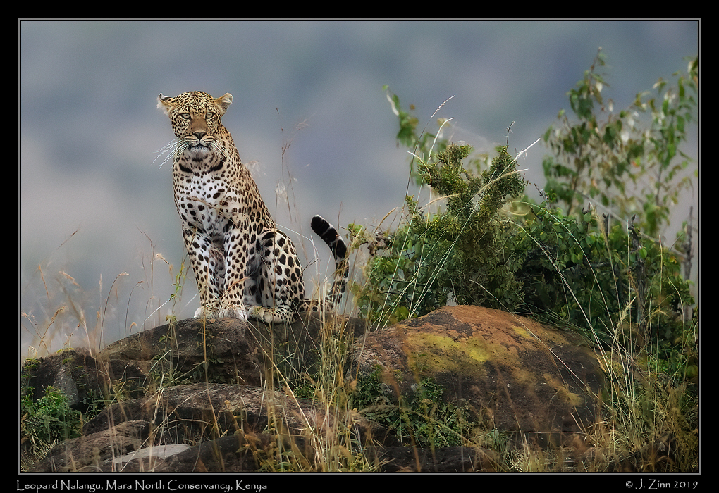 leopard_JZ8_2331cfx[1]